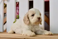 Cora, a female Cockapoo for sale in Anderson, MO – 4 of 8