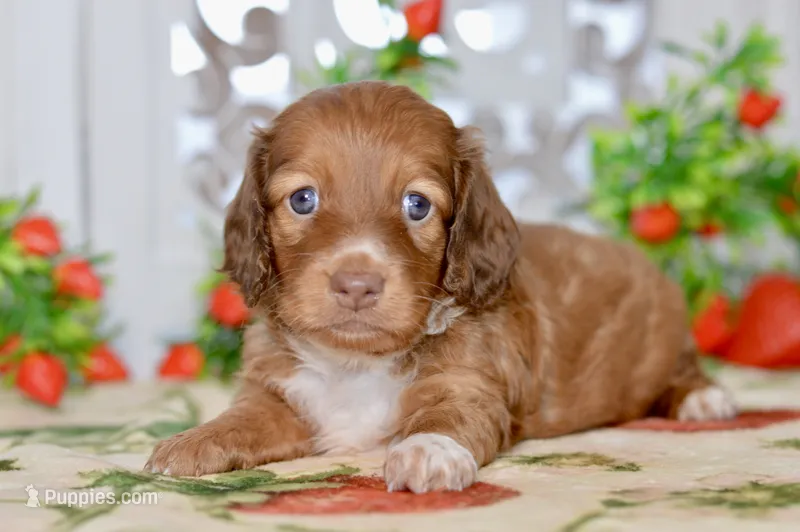 Molly – Dachshund puppy for sale in Anderson, MO