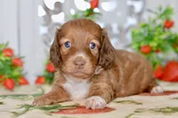 Molly, a female Dachshund for sale in Anderson, MO – 1 of 8
