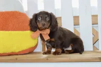 Sam, a male Miniature Dachshund for sale in Anderson, MO – 5 of 8