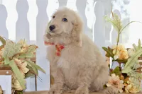 Jay, a male Miniature Goldendoodle for sale in Anderson, MO – 8 of 8