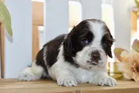 Ryker, a male Cocker Spaniel for sale in Anderson, MO – 2 of 8