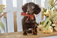 Drew, a male Miniature Dachshund for sale in Anderson, MO – 6 of 8