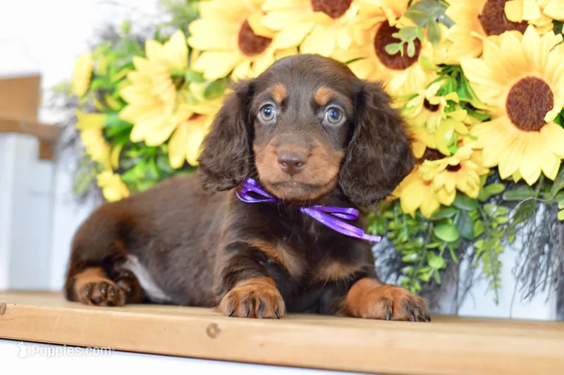 Hendrix – Dachshund puppy for sale in Anderson, MO