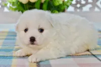 Liam, a male American Eskimo for sale in Anderson, MO – 1 of 8