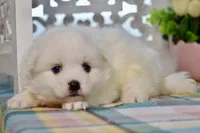 Liam, a male American Eskimo for sale in Anderson, MO – 5 of 8