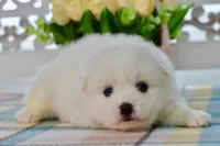 Liam, a male American Eskimo for sale in Anderson, MO – 3 of 8