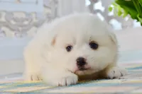 Liam, a male American Eskimo for sale in Anderson, MO – 2 of 8
