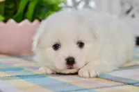 Liam, a male American Eskimo for sale in Anderson, MO – 6 of 8