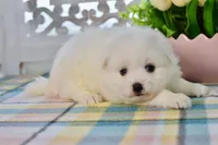 Liam, a male American Eskimo for sale in Anderson, MO – 7 of 8