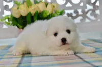 Liam, a male American Eskimo for sale in Anderson, MO – 8 of 8