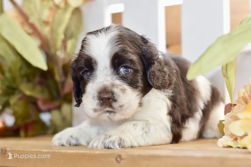 Ryker – Cocker Spaniel puppy for sale in Anderson, MO