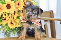 Fern, a female Silky Terrier for sale in Anderson, MO – 5 of 8