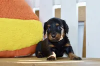 Gitty, a female Dachshund for sale in Anderson, MO – 4 of 8