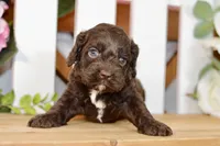 Claire, a female Cockapoo for sale in Anderson, MO – 5 of 8