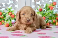 Jude, a male Miniature Goldendoodle for sale in Anderson, MO – 5 of 8