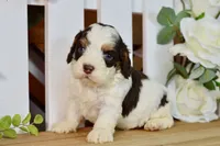 Caleb, a male Cockapoo for sale in Anderson, MO – 4 of 6