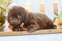 Kaycee, a female Shih Tzu for sale in Anderson, MO – 2 of 8