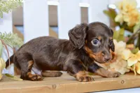 Carter, a male Miniature Dachshund for sale in Anderson, MO – 8 of 8