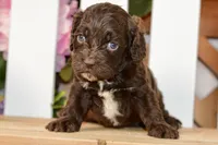 Claudia, a female Cockapoo for sale in Anderson, MO – 8 of 8