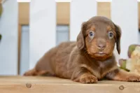 Sierra, a female Miniature Dachshund for sale in Anderson, MO – 7 of 8