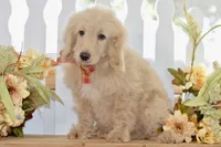 Jay, a male Miniature Goldendoodle for sale in Anderson, MO – 2 of 8