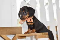 Sybel, a female Miniature Dachshund for sale in Anderson, MO – 3 of 8