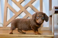 Nash, a female Miniature Dachshund for sale in Anderson, MO – 8 of 8