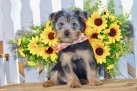 Frank, a male Silky Terrier for sale in Anderson, MO – 8 of 8