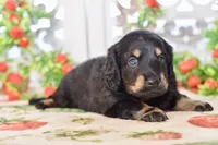 Marvin, a male Dachshund for sale in Anderson, MO – 3 of 8