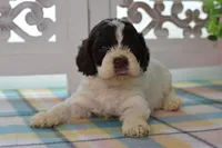 Chase, a male Cockapoo for sale in Anderson, MO – 6 of 8