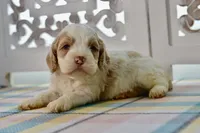 Charles, a male Cockapoo for sale in Anderson, MO – 3 of 8