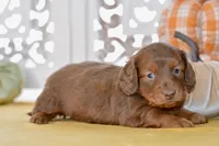 Thor, a male Dachshund for sale in Anderson, MO – 4 of 8