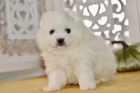 Vance, a male American Eskimo for sale in Anderson, MO – 2 of 8