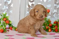 Jude, a male Miniature Goldendoodle for sale in Anderson, MO – 2 of 8