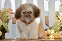 Brett, a male Shih Tzu for sale in Anderson, MO – 8 of 8