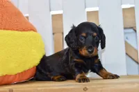 Grace, a female Dachshund for sale in Anderson, MO – 5 of 8