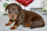 Mason, a male Miniature Dachshund for sale in Anderson, MO – Photo 5 of 8