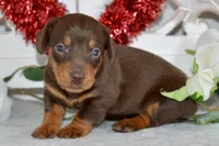 Mason, a male Miniature Dachshund for sale in Anderson, MO – Photo 3 of 8