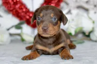 Mason, a male Miniature Dachshund for sale in Anderson, MO – Photo 7 of 8