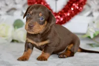 Mason, a male Miniature Dachshund for sale in Anderson, MO – Photo 2 of 8