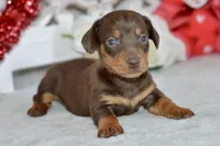 Mason, a male Miniature Dachshund for sale in Anderson, MO – Photo 1 of 8