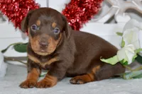 Mason, a male Miniature Dachshund for sale in Anderson, MO – Photo 4 of 8