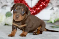 Mason, a male Miniature Dachshund for sale in Anderson, MO – Photo 6 of 8