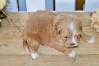 Polly, a female Shihpoo for sale in Anderson, MO – 5 of 8