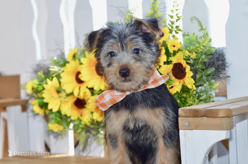 Frank – Silky Terrier puppy for sale in Anderson, MO