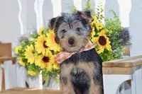 Frank, a male Silky Terrier for sale in Anderson, MO – 1 of 8