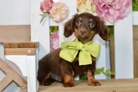 Nash, a female Miniature Dachshund for sale in Anderson, MO – 4 of 8