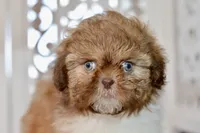 Brett, a male Shih Tzu for sale in Anderson, MO – 7 of 8
