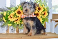 Frank, a male Silky Terrier for sale in Anderson, MO – 4 of 8